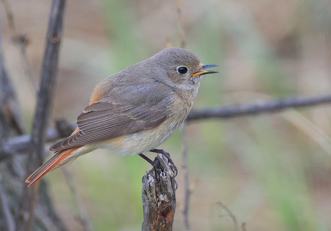 Горихвостка... - Владилен Панченко Горихвостка... - Владилен Панченко