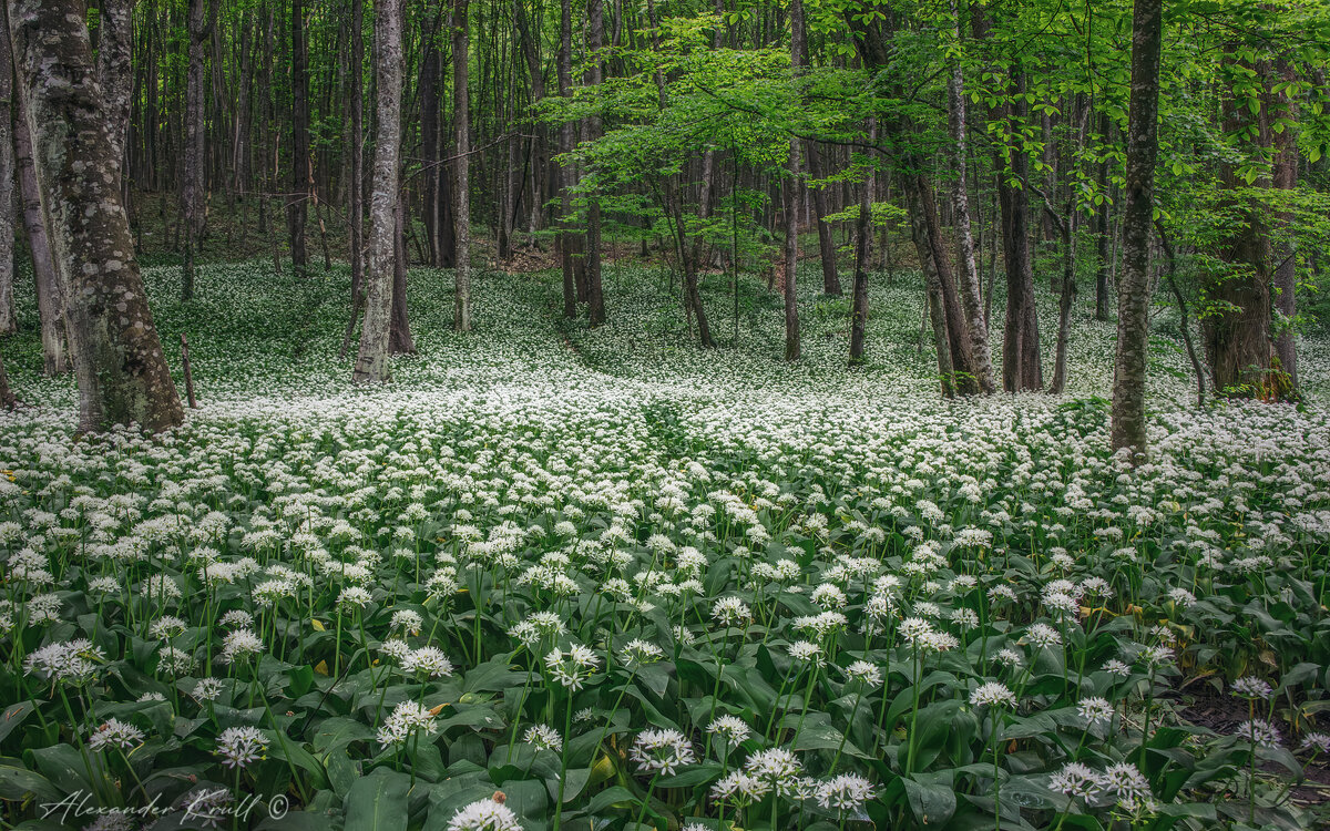 Когда цветет черемша - Александр К.