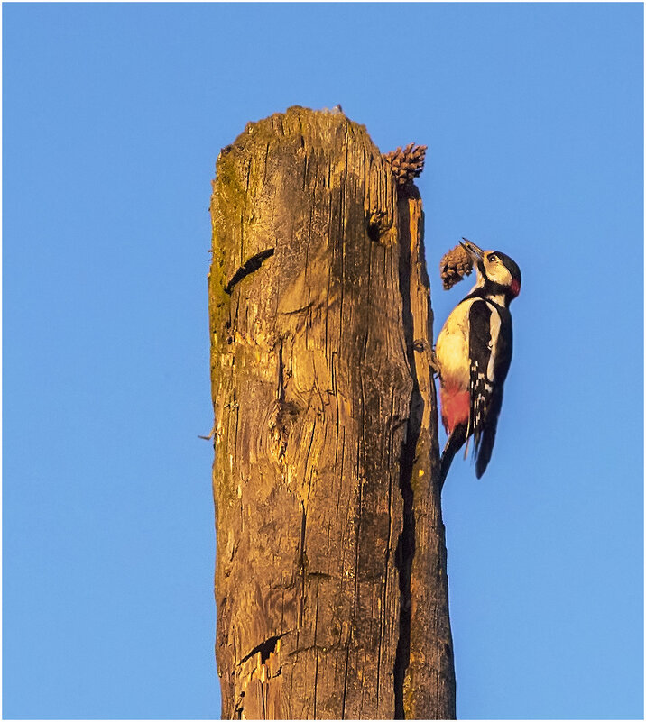 Столовая дятла - Валентин Котляров