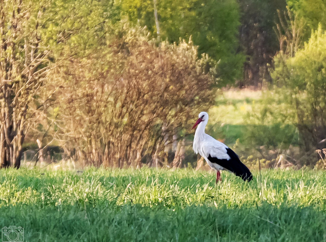Аист - Александр 