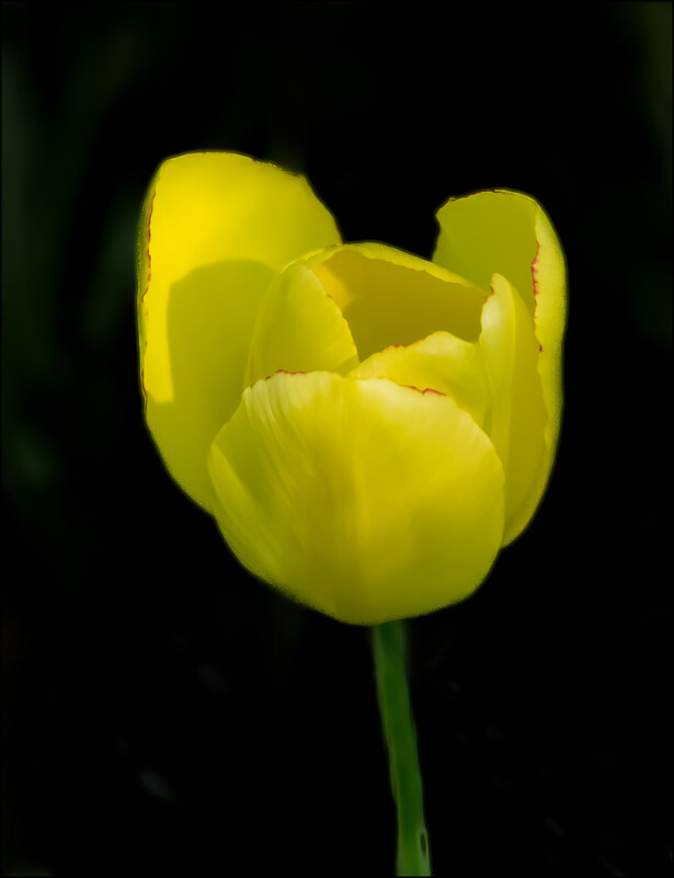 Жёлтый - Александр Тарноградский Жёлтый - Александр Тарноградский