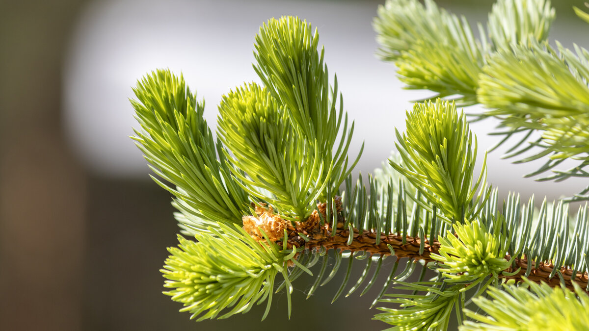 Весеннее настроение - Андрей Неуймин
