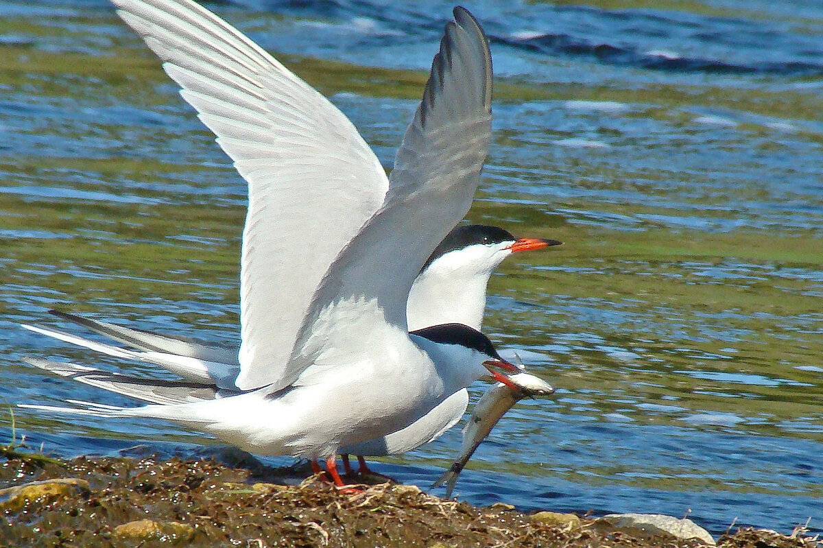 речные крачки - gawrilа - dan