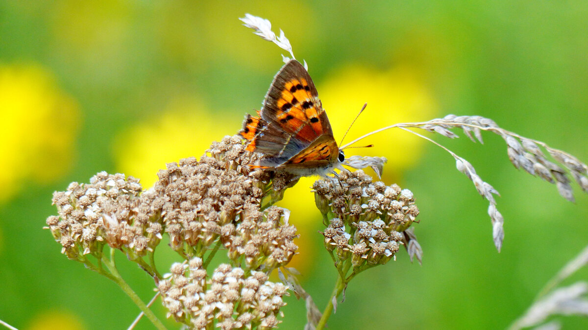 опять про бабочек 1 - Александр Прокудин опять про бабочек 1 - Александр Прокудин