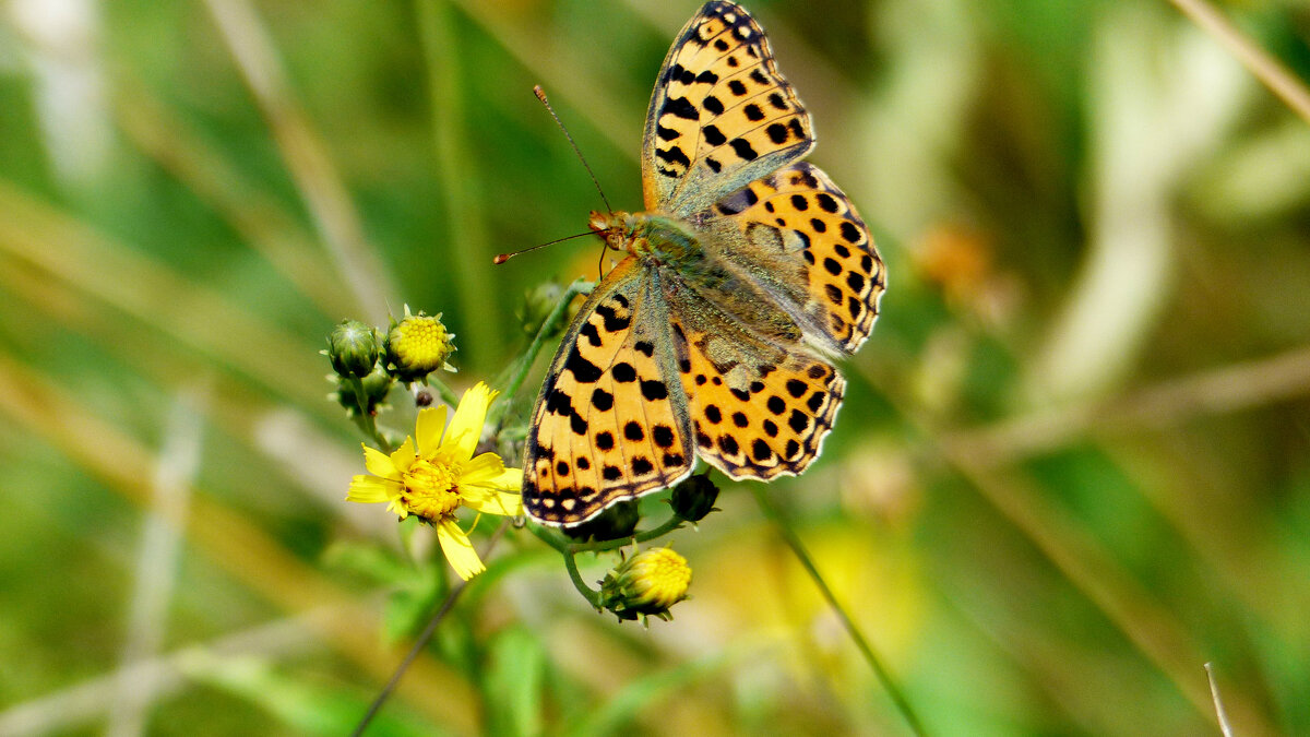опять про бабочек  3 - Александр Прокудин