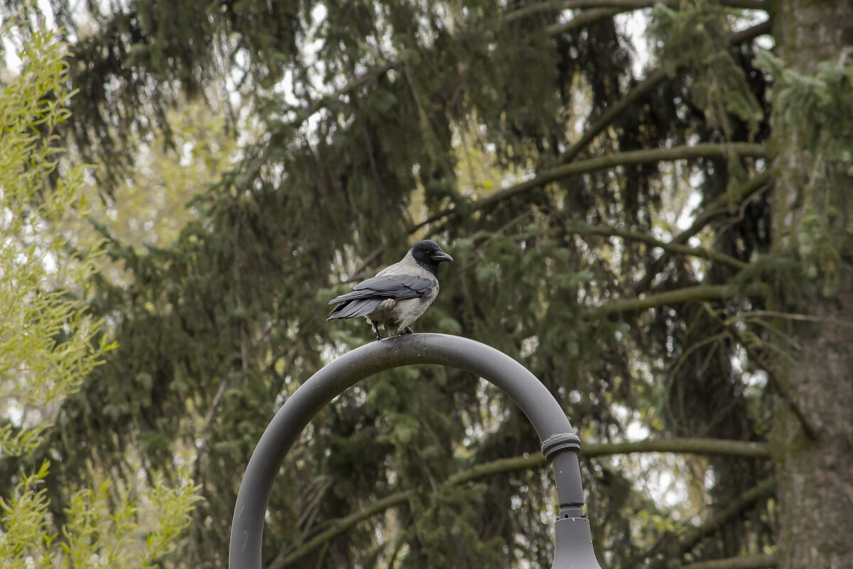 На растоянии - Алексей Булак