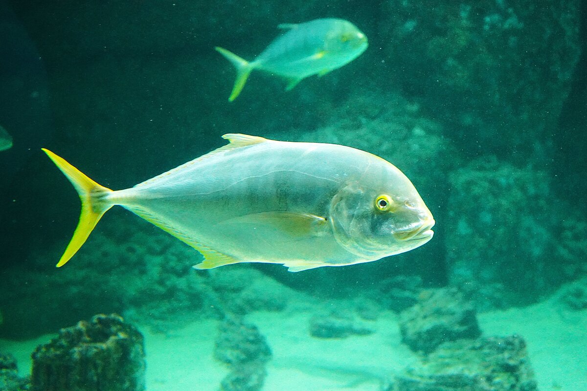 В Москвариуме - Татьяна Тюменка