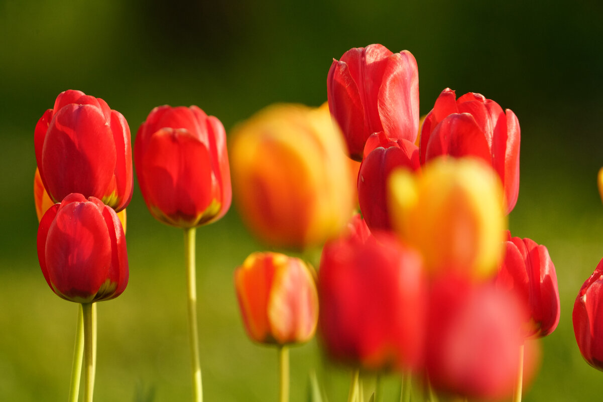 **** - Иван Литвинов