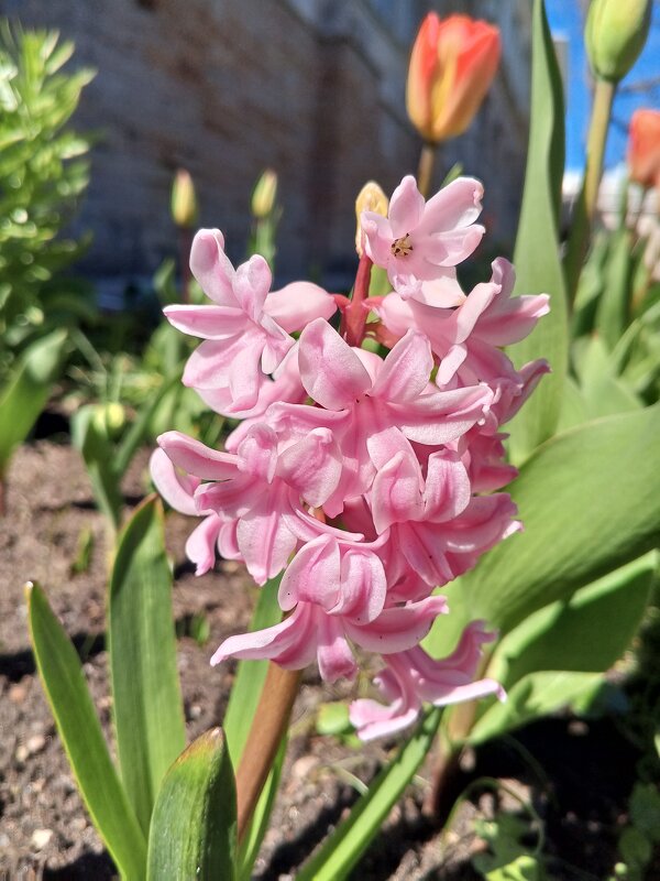 Гиацинт - Сапсан 