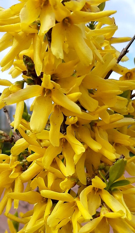 Цветущий май. Форзиция - Наталья Герасимова Цветущий май. Форзиция - Наталья Герасимова