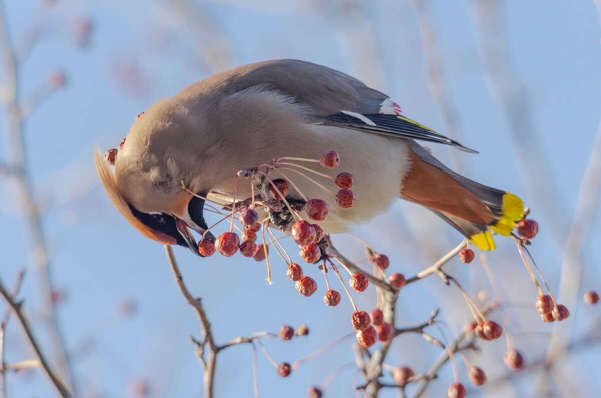 Свиристель. - Виктор Иванович Чернюк Свиристель. - Виктор Иванович Чернюк