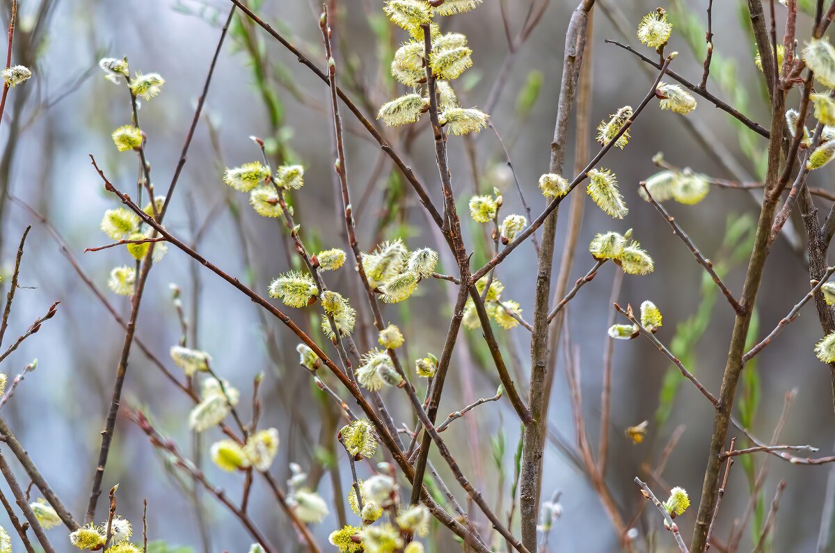 Весна. - Виктор Иванович Чернюк