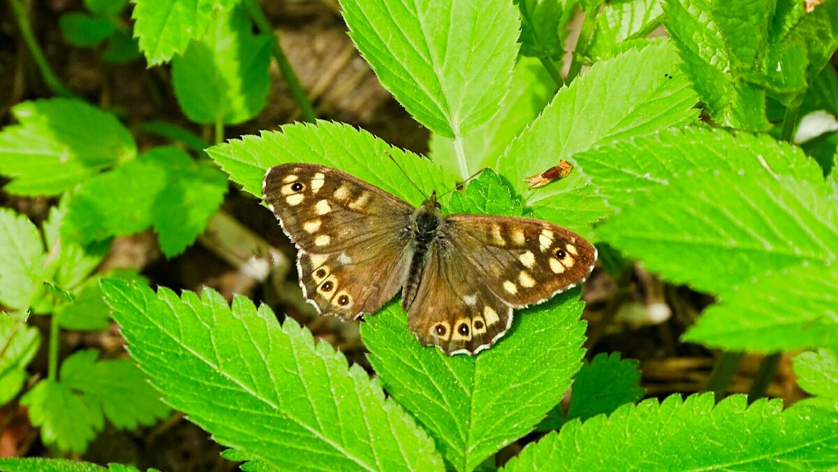 Майские бабочки - Милешкин Владимир Алексеевич Майские бабочки - Милешкин Владимир Алексеевич