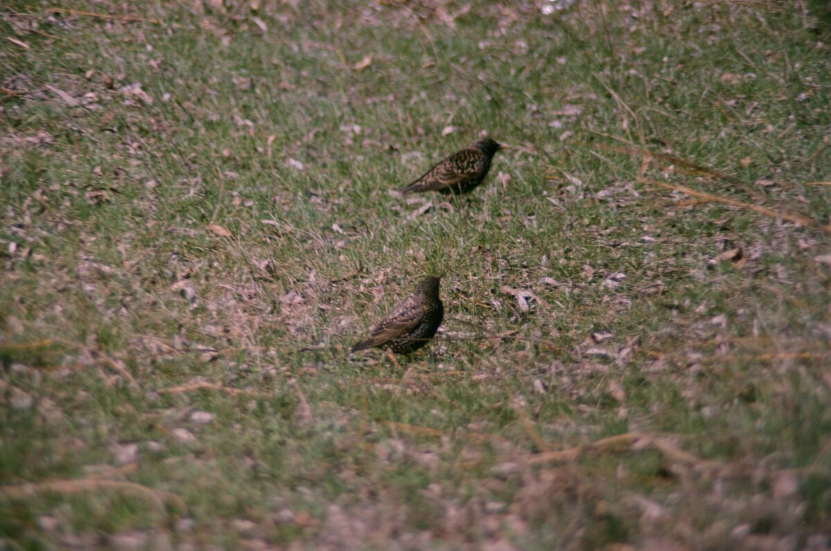 Скворцы - Игорь Бухало