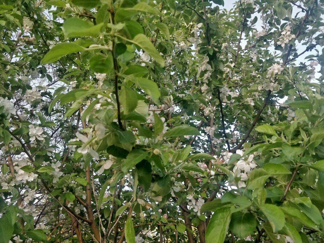 Яблони в цвету... - Андрей Хлопонин Яблони в цвету... - Андрей Хлопонин