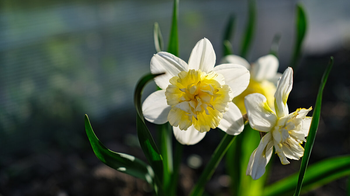 Утренние цветы - Dmitry i Mary S