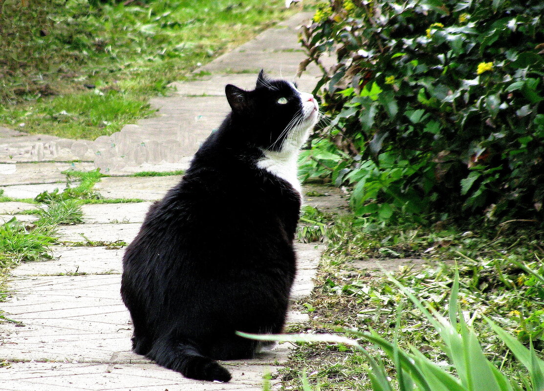 Наблюдает за скворцами - Людмила Смородинская Наблюдает за скворцами - Людмила Смородинская