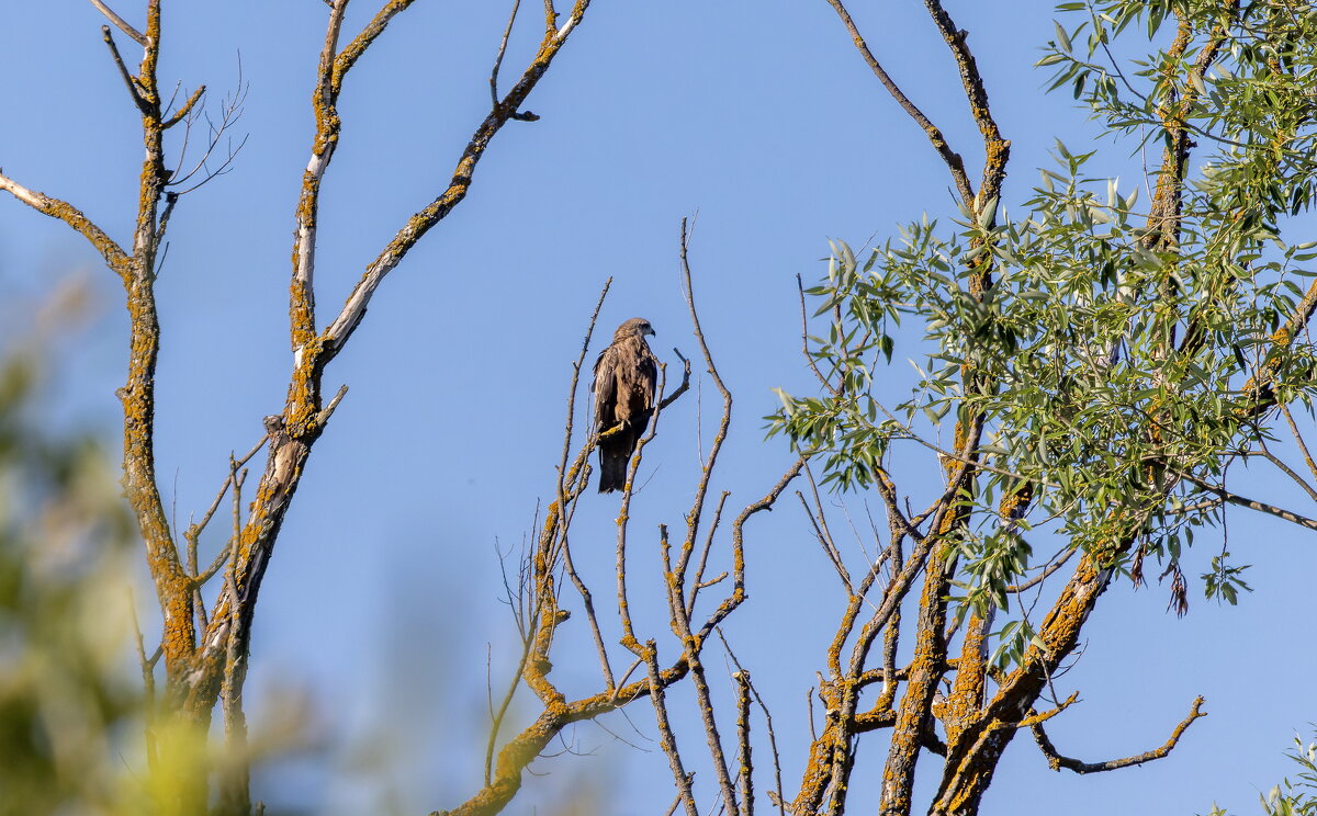 черный коршун - юрий макаров