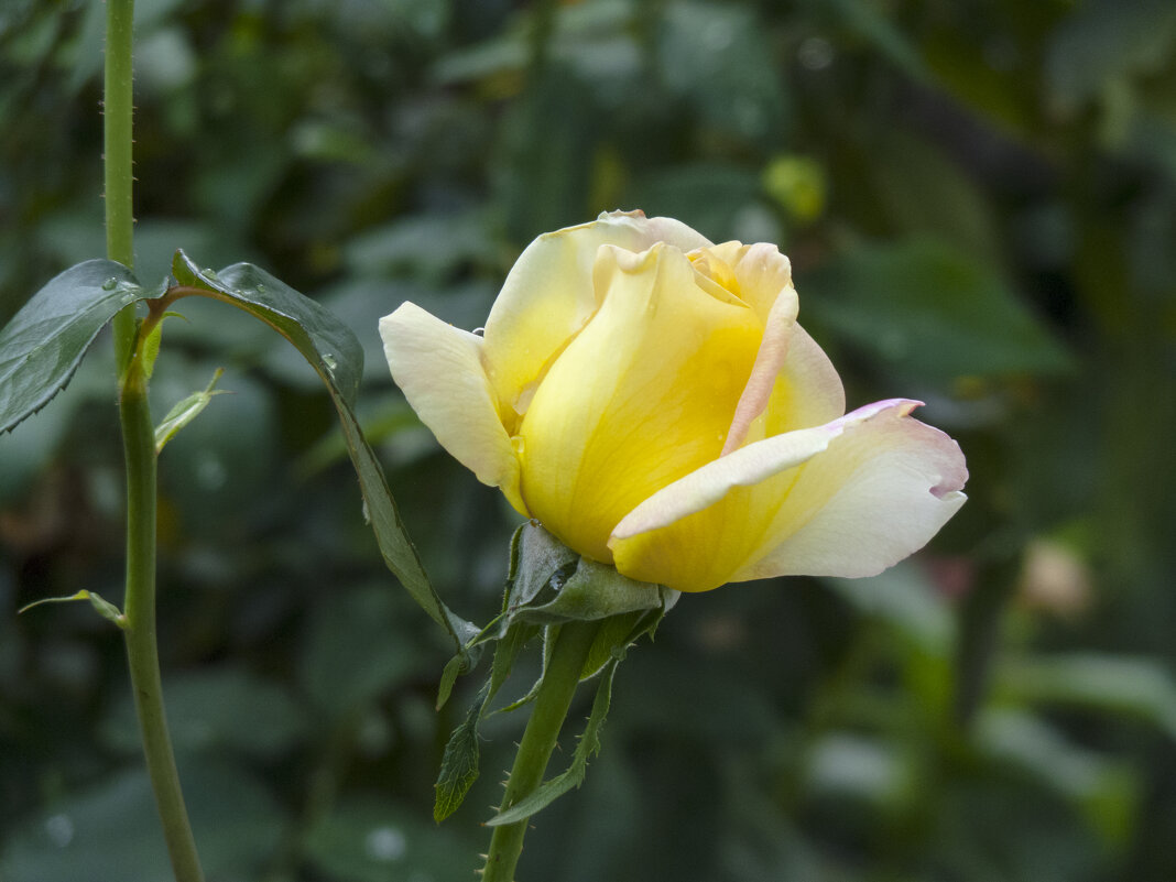 Бутон розы - Валентин Семчишин Бутон розы - Валентин Семчишин