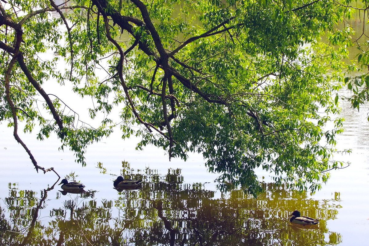 * * * - Фёдор Меркурьев * * * - Фёдор Меркурьев