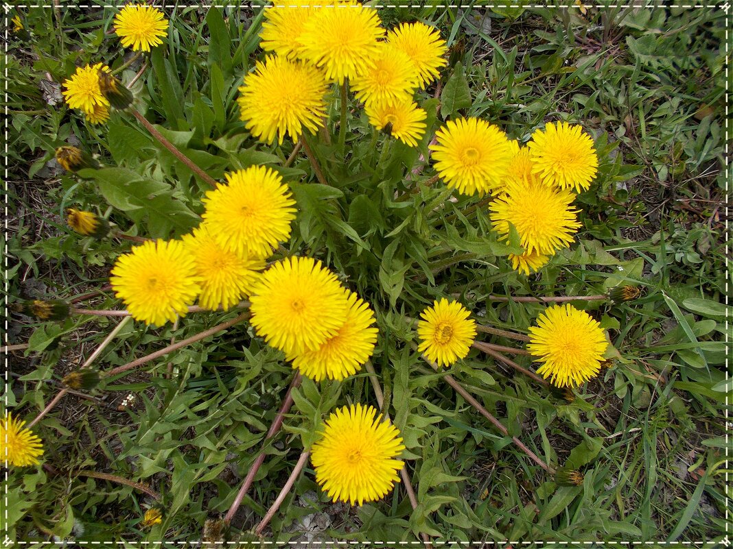 Одуванчики - Alisia La DEMA