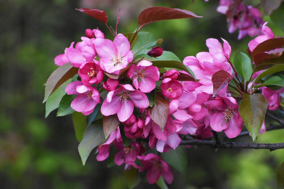 Весна в Ботаническом... - Наташа ***** Весна в Ботаническом... - Наташа *****