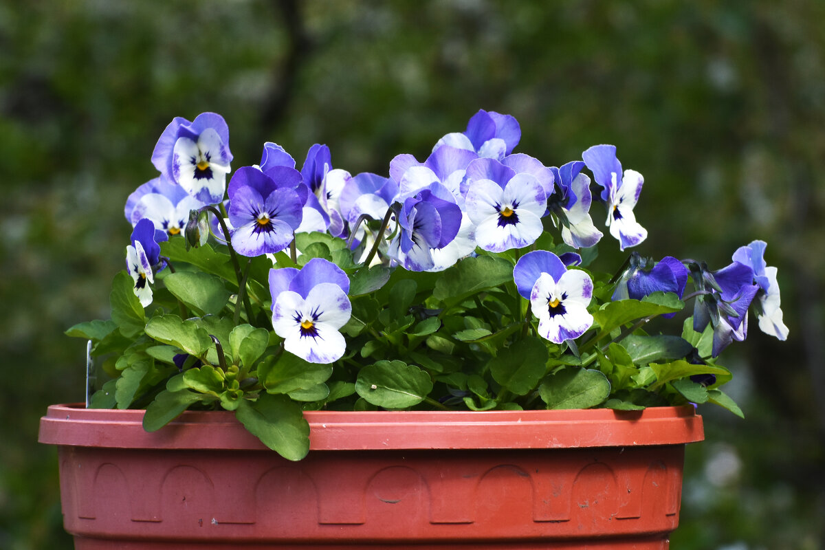 Весна в Ботаническом... - Наташа *****