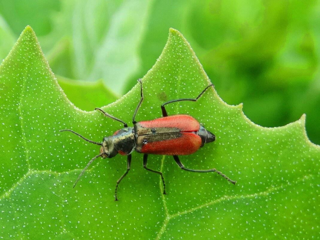 Малашка - Ivan Vodonos