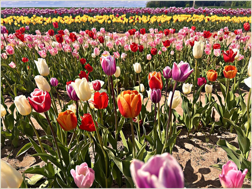 Тюдьпаны. - Валерия Комова Тюдьпаны. - Валерия Комова