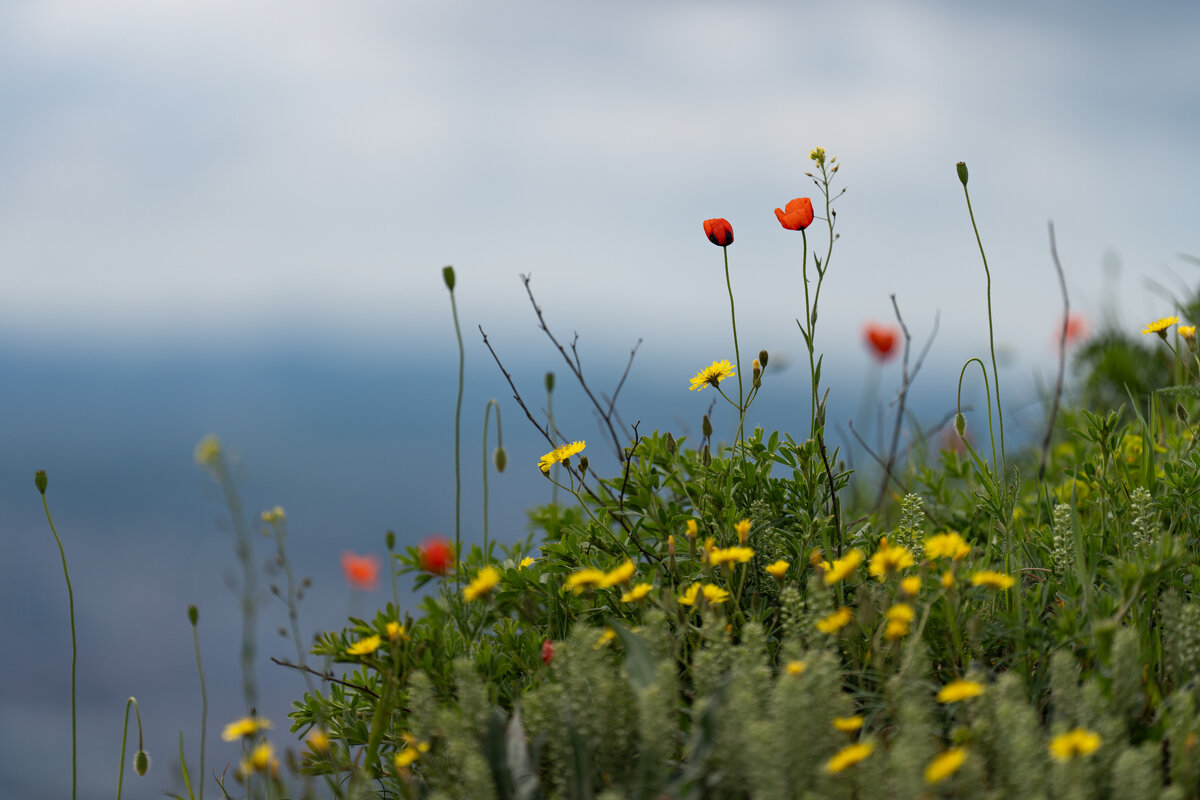 Весенние цветы - daimos 