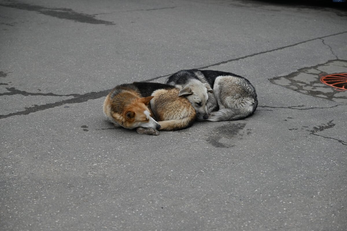 Хранители рынка) - Митяй Митрич