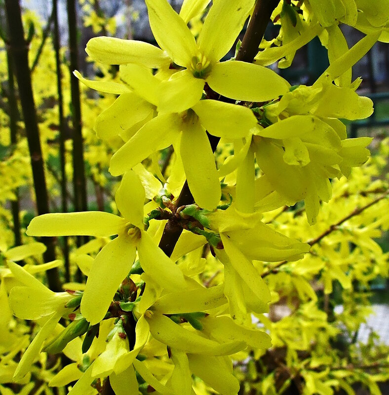 Форзиция - Ольга Довженко