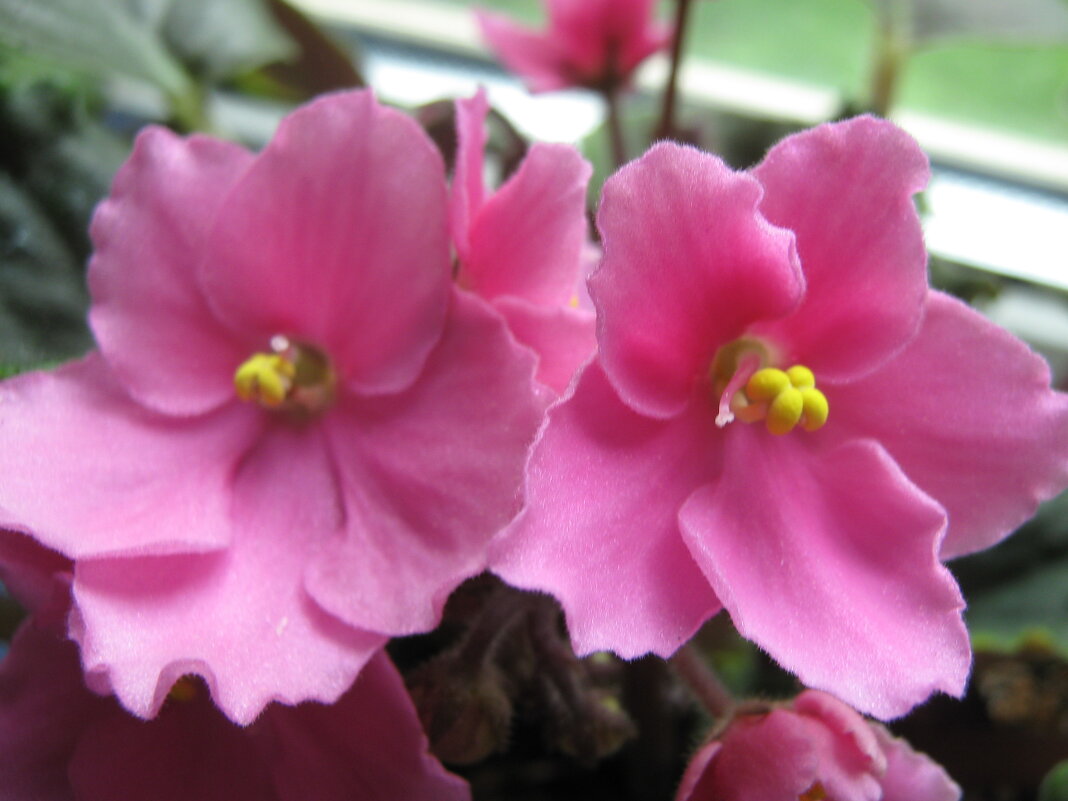 Фиалка - Елена Семигина Фиалка - Елена Семигина