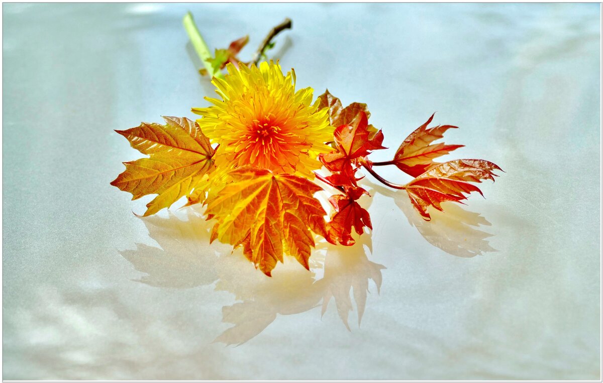 ОДУВАНЧИК... - Elvira E. 