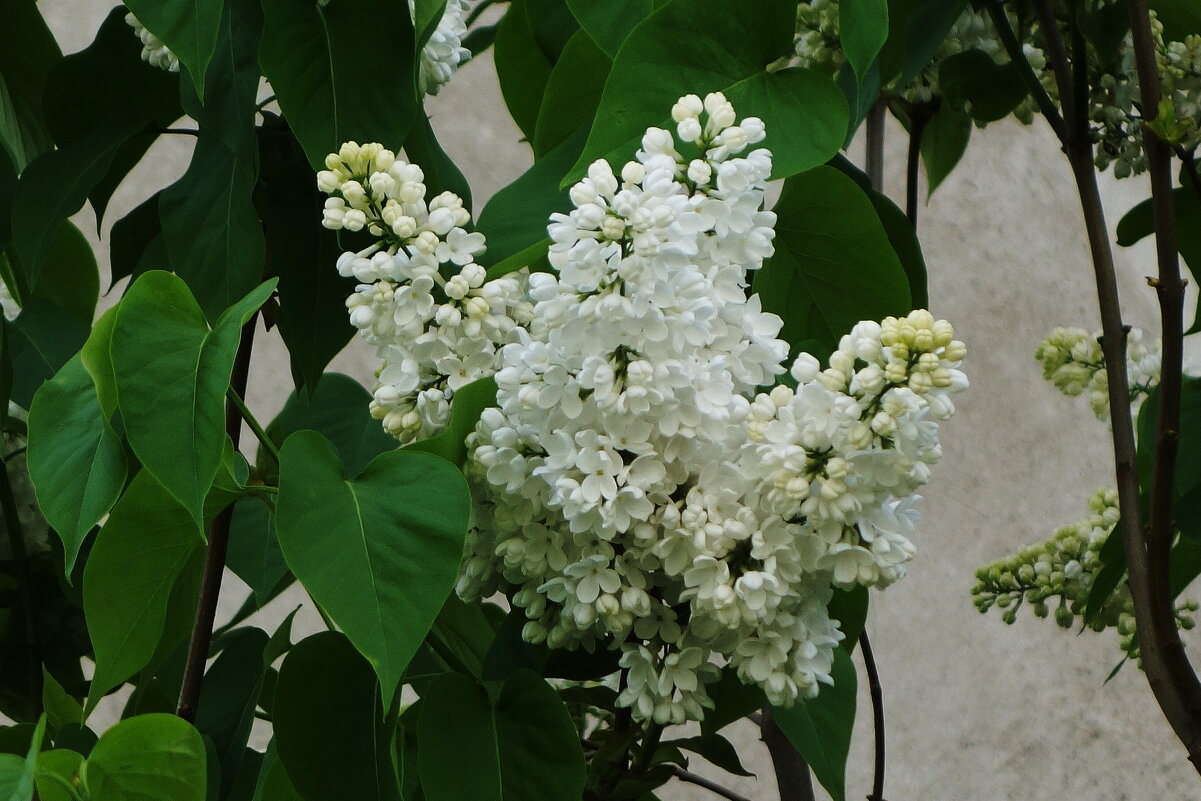 Цветет сирень - Рита Симонова