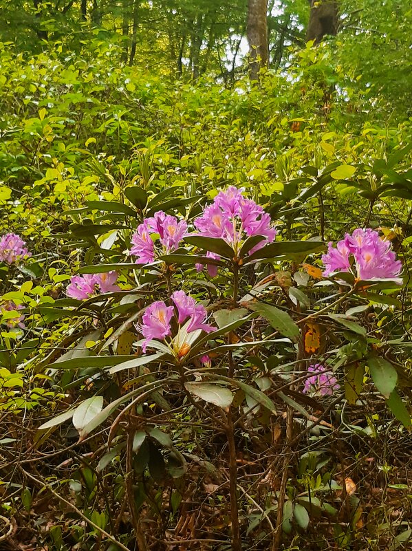 РОДОДЕНДРОНОВЫЙ РАЙ - Tata Wolf РОДОДЕНДРОНОВЫЙ РАЙ - Tata Wolf