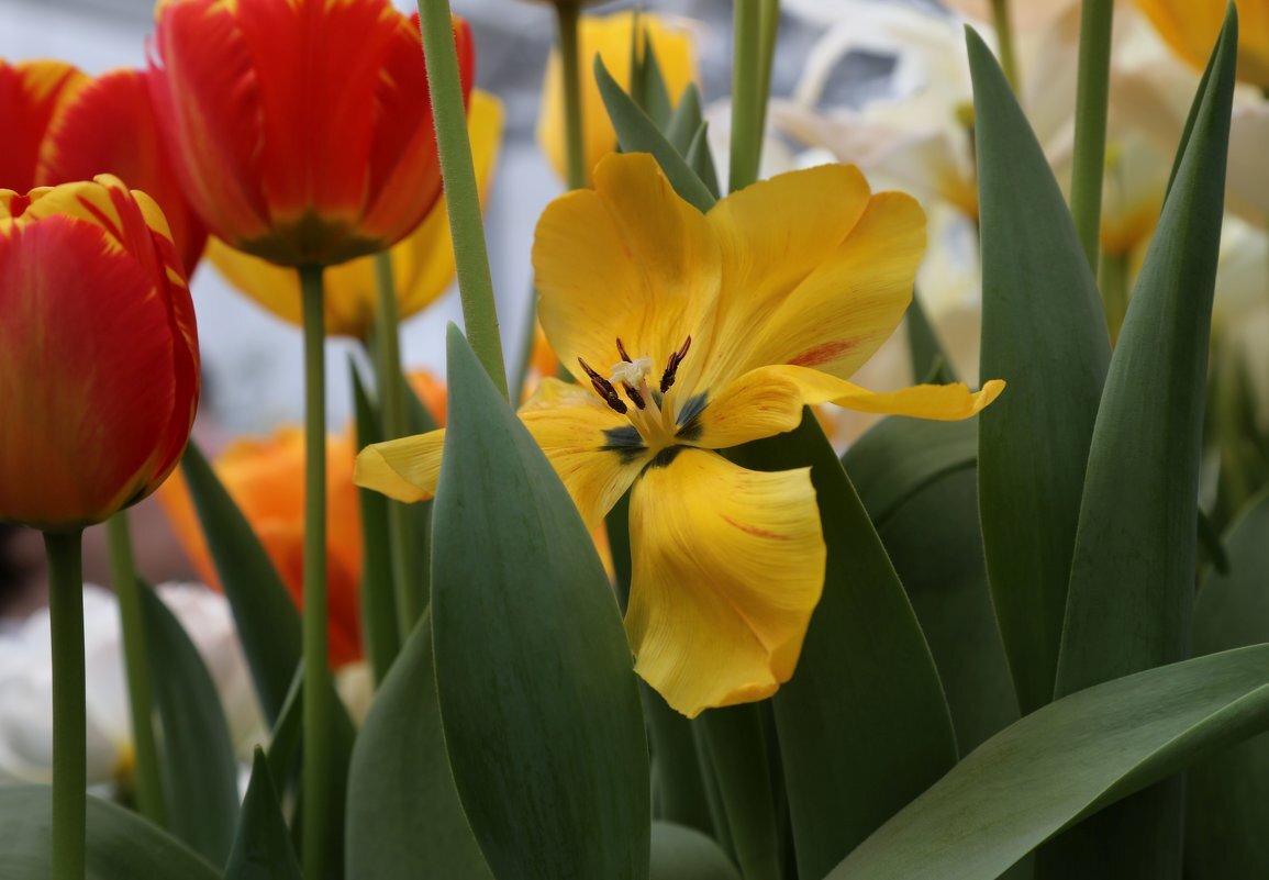 Тюльпаны - ZNatasha -