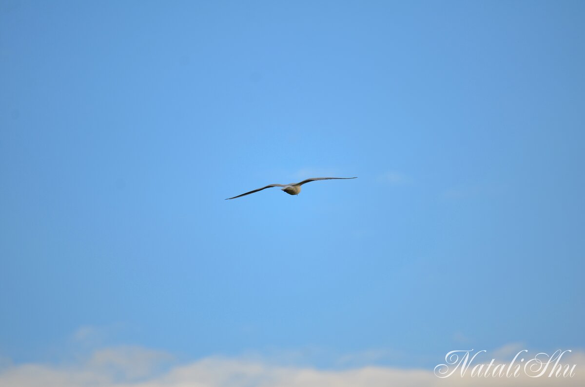 Свобода полёта. - Наталья Вязигина