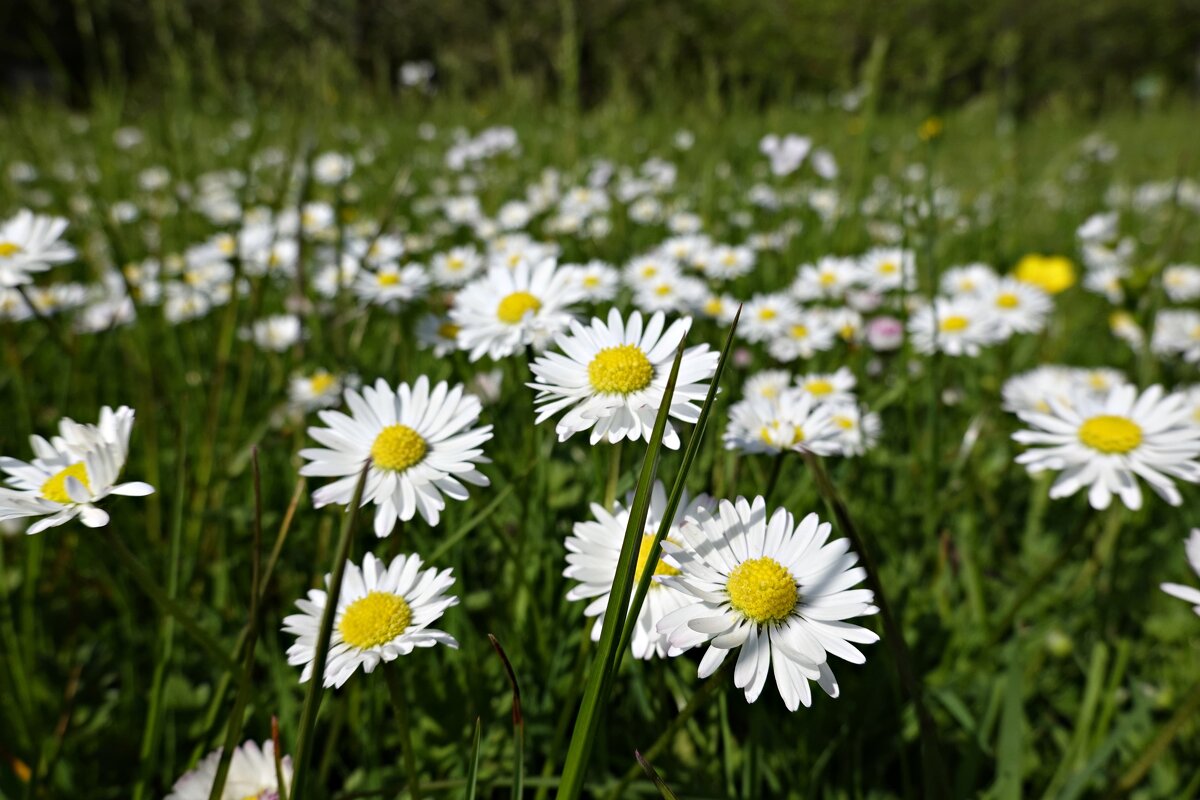 Как прекрасен цветочный ковер!. - Галина Как прекрасен цветочный ковер!. - Галина
