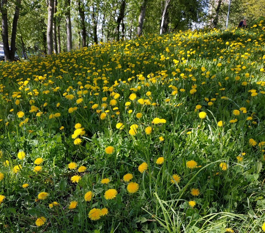 одуванчиков день - Валентина. . одуванчиков день - Валентина. .