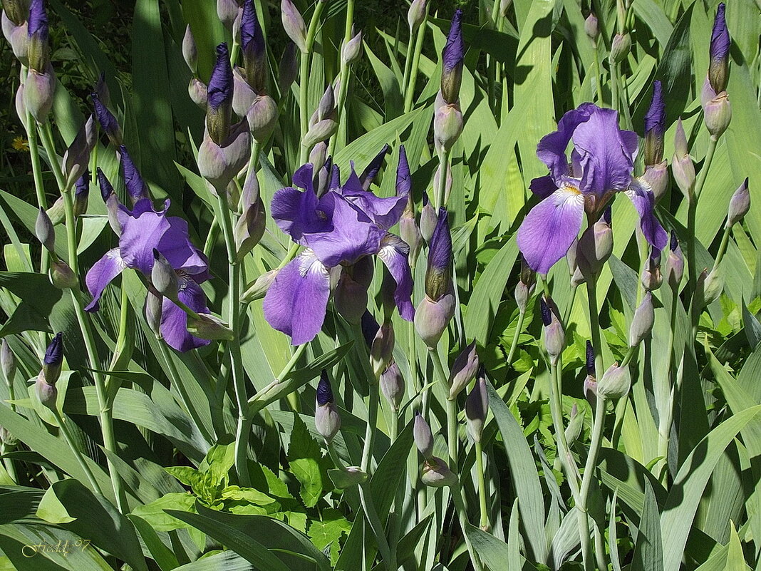 Ирисы - Freddy 97 Ирисы - Freddy 97