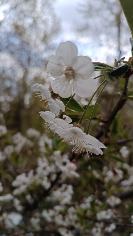 Май - Андрей 