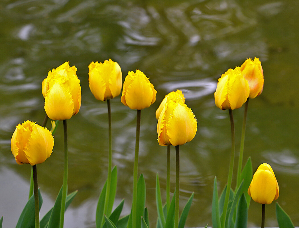 Солнечные - Светлана Солнечные - Светлана