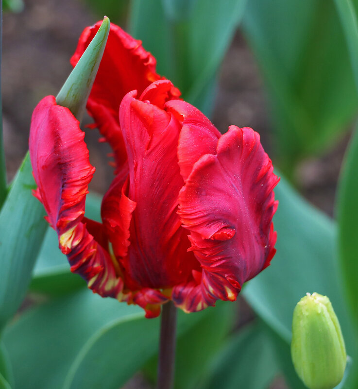 Кармен - Светлана 