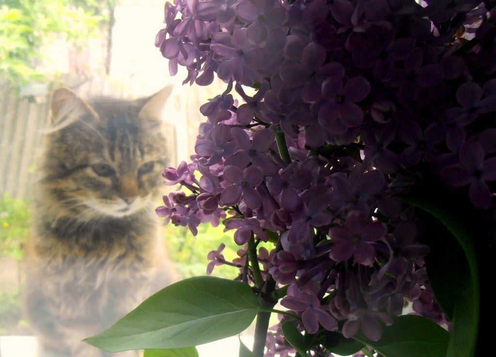 За стеклом - Наталья 