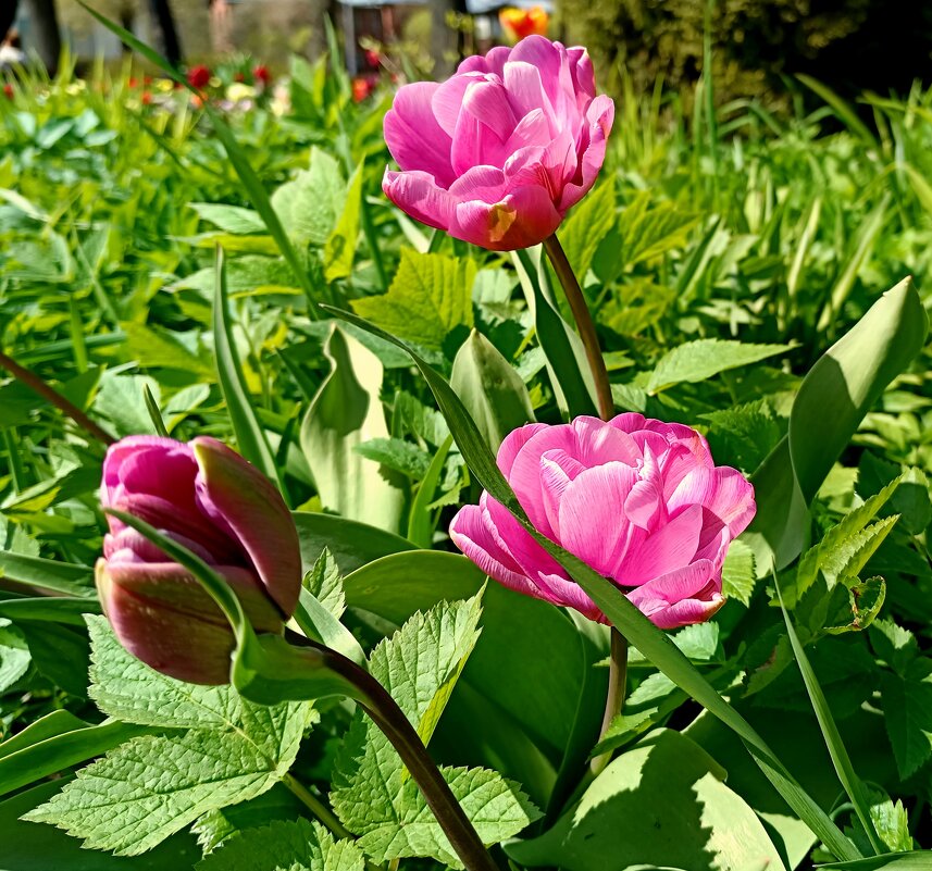 Тюльпаны в городском саду - Мария Васильева