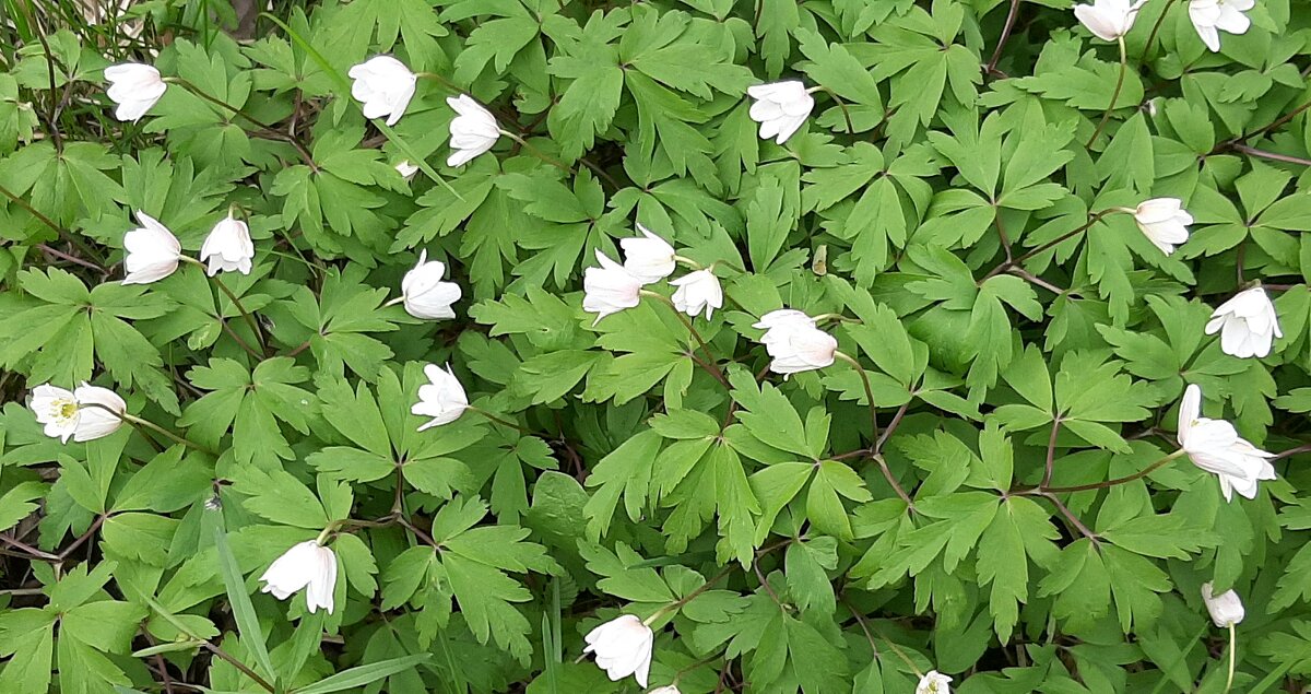 Цветущий май. Ветреница - Наталья Герасимова Цветущий май. Ветреница - Наталья Герасимова