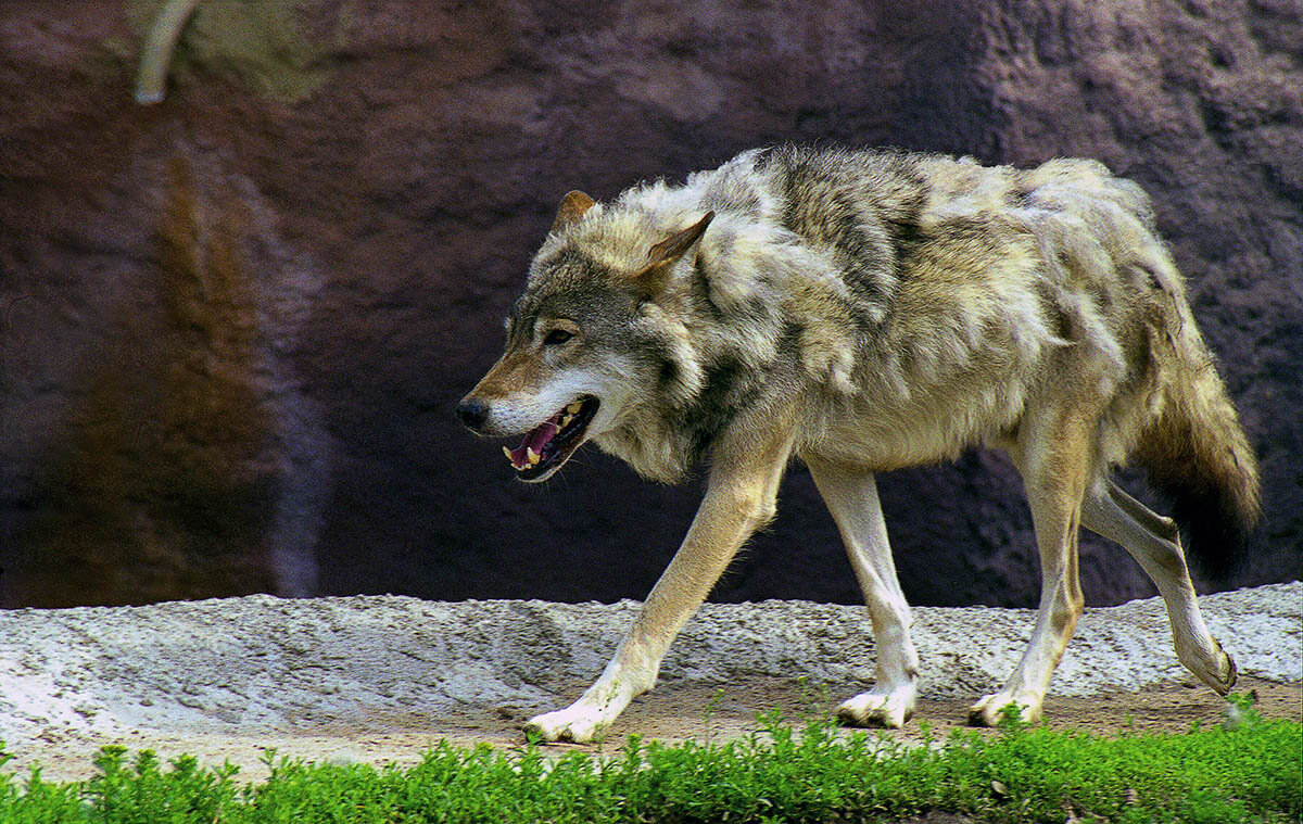 Московский зоопарк. Волк во время линьки. - Игорь Олегович Кравченко Московский зоопарк. Волк во время линьки. - Игорь Олегович Кравченко