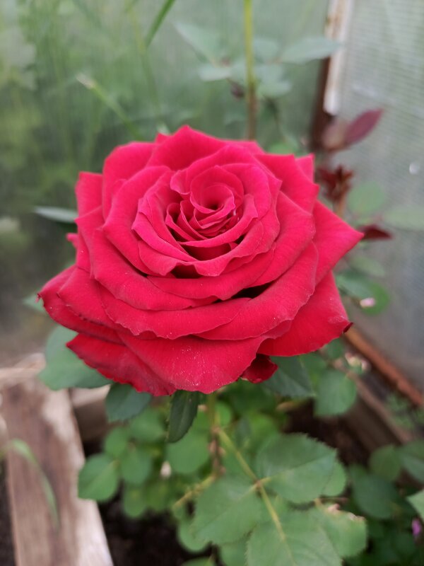 Распустилась - Татьяна Пальчикова Распустилась - Татьяна Пальчикова