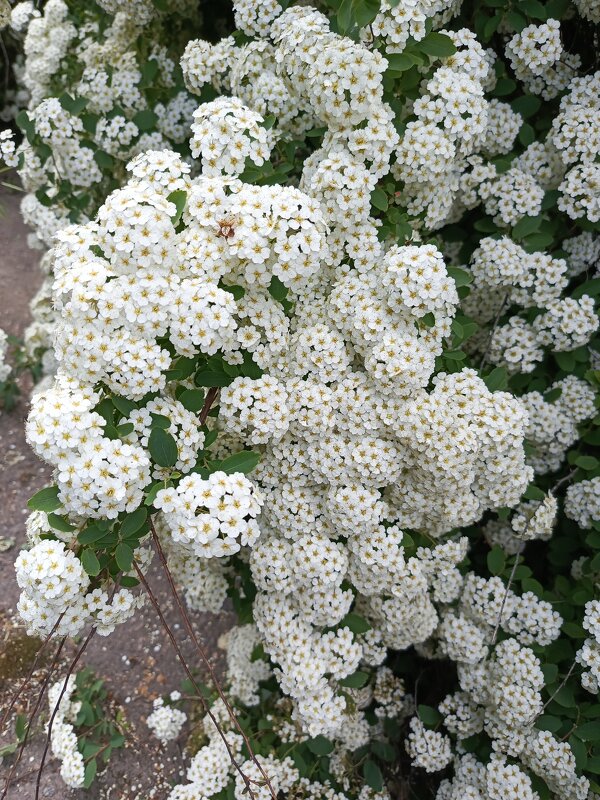 Невеста - Татьяна Пальчикова